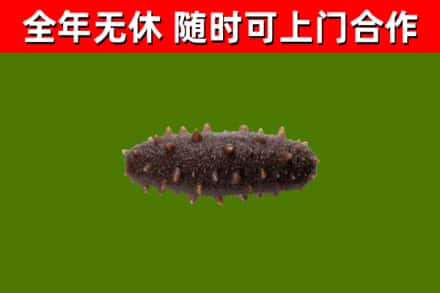 大柴旦烟酒回收干海参.jpg